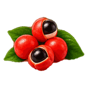 Illustration von Guarana Beeren