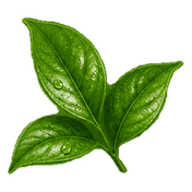 Illustration von Mate Blättern